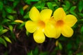 Colorful flowers yellow allamanda cathartica  blooming in garden natural outdoor background Royalty Free Stock Photo