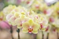 Colorful flowers yellow phalaenopsis orchids group blooming in garden on background , nature patterns ornamental Royalty Free Stock Photo