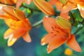 Colorful flowery background with blurred orange lily flowers and buds.