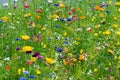 colorful flowery meadow, France