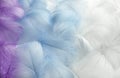 Colorful fluffy feathers in pastel shades. A message to the angel. Banner of a bunch of delicate soft feathers