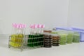Colorful fluid culture medium in petri dish and test tube glassware with growing cultures of microorganisms on the table,