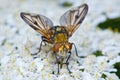 Colorful fly on flowers