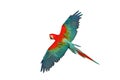 Colorful flying Green-Wing Macaw parrot isolated on white background. Royalty Free Stock Photo