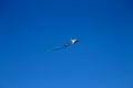 Colorful flying kite fly in the blue sky Royalty Free Stock Photo