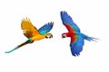 Colorful flying macaw parrots isolated on white