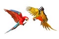 Colorful flying macaw parrots isolated on white