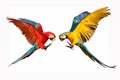 Colorful flying macaw parrots isolated on white