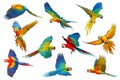 Colorful flying Macaw parrots isolated on white background.