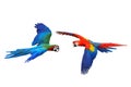 Colorful flying macaw parrots isolated on white