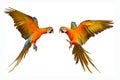 Colorful flying macaw parrots isolated on white Royalty Free Stock Photo
