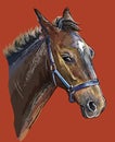 Hand drawing horse portrait vector 26 Royalty Free Stock Photo