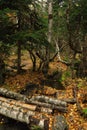 Colorful foliage in the autumn park, autunm forest with calm little river