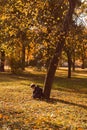 Colorful foliage in the autumn