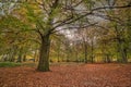 Colorful foliage dominates a natural, stress free scene in a forest. The sunbeams peeping through the leaves bring mental relief