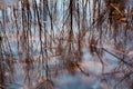 Colorful foliage floating in the dark fall water with reflection of the trees. Royalty Free Stock Photo