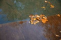 Colorful foliage floating in the dark fall water with reflection of the trees Royalty Free Stock Photo