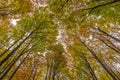 Looking upwards the top of the trees in a forest during fall season Royalty Free Stock Photo