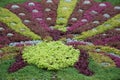 Colorful foliage in formal garden