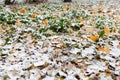 Colorful foliage laying on earth covered with first snowfall Royalty Free Stock Photo