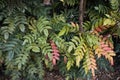 Colorful foliage of Mahonia x media