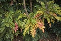 Colorful foliage of Mahonia x media