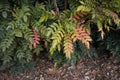 Colorful foliage of Mahonia x media