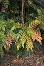 Colorful foliage of Mahonia x media