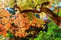 Colorful foliage of a maple tree under bright sunshine in a Japanese garden in Shoren-In Temple in Kyoto, Japan Royalty Free Stock Photo
