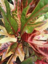 Colorful foliage plants outdoors Susana in the sun