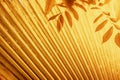 Colorful foliage, Tropical leaf palm, yellow orange color. Natural pattern texture, geometric botanical background Royalty Free Stock Photo