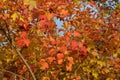 Colorful foliage of viburnum bush in autumn garden