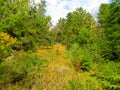 Colorful forest clearing