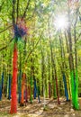 Colorful Forest Royalty Free Stock Photo