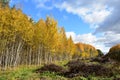 Colorful forest, hills, cut down glade, the sky, Golden hills and avalanches of beautiful leaves in its beauty autumn surpasses