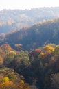 Colorful forest landscape at autumn Royalty Free Stock Photo