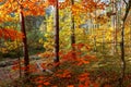 Colorful forest in october Royalty Free Stock Photo