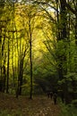 Colorful forest path for trekking on a sunny autumn day Royalty Free Stock Photo