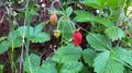 Beautiful forest plants and red berries in summer. Close up. Royalty Free Stock Photo