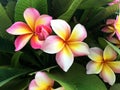 Colorful frangipani cluster flower is blooming on tree with natural background. Royalty Free Stock Photo