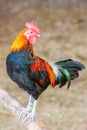 Colorful free range cock resting on a wooden pole