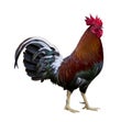 Colorful free range healthy male rooster chicken isolated on white background