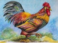 Free range Rooster watercolor