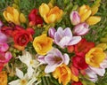 Colorful freesia flowers bunch closeup, natural background Royalty Free Stock Photo