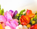 Colorful freesia flowers on pale white background Royalty Free Stock Photo