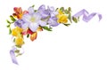 Colorful freesia flowers and satin ribbons in a corner floral arrangement isolated on white background Royalty Free Stock Photo
