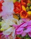 Colorful freesia flowers top view, natural background Royalty Free Stock Photo