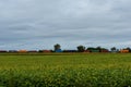 Freight train going through a soybean field