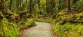 Colorful fresh bright green moss passage in the park, lichen walkway walking trail route in Lake Matheson, South Island Royalty Free Stock Photo