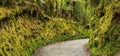 Colorful fresh bright green moss passage in the park, lichen walkway walking trail route in Lake Matheson, South Island, NZ Royalty Free Stock Photo